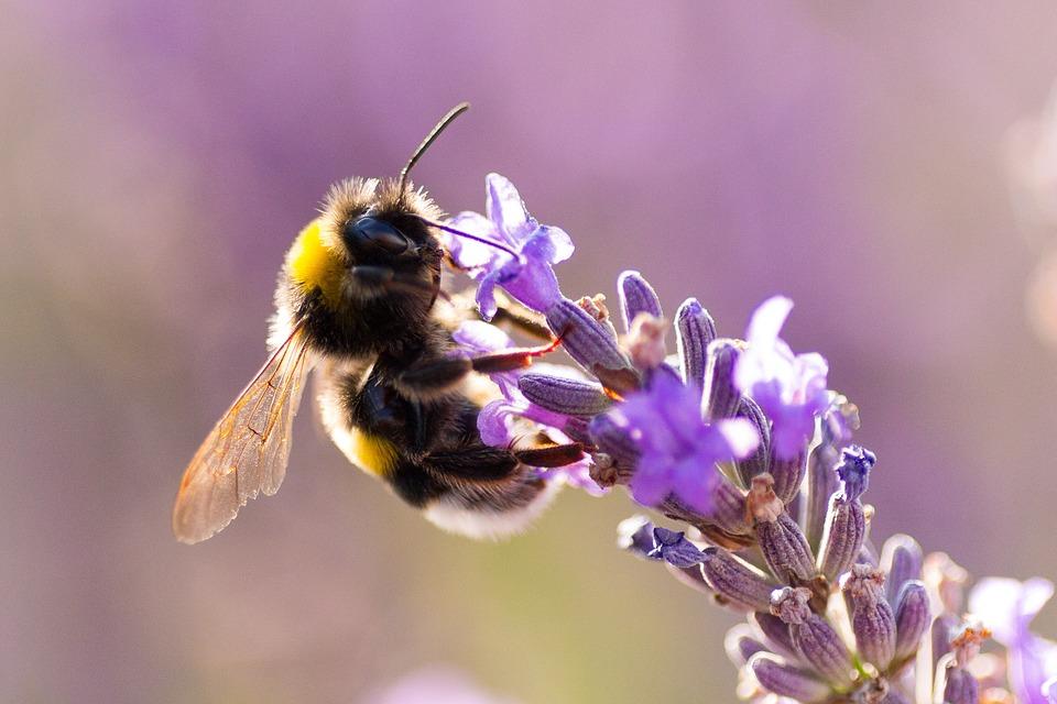Bourdon fleur